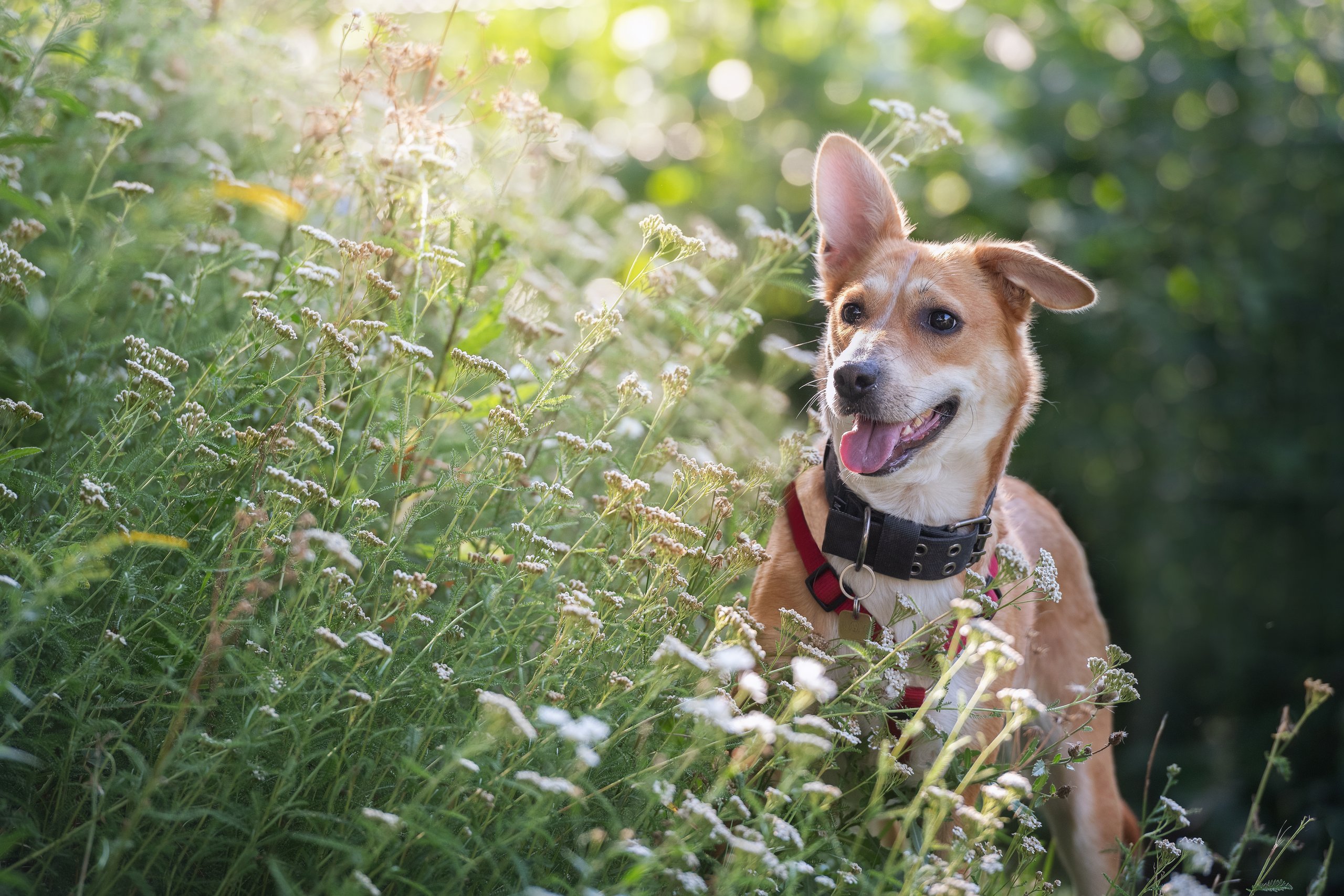 Schafgarbe September